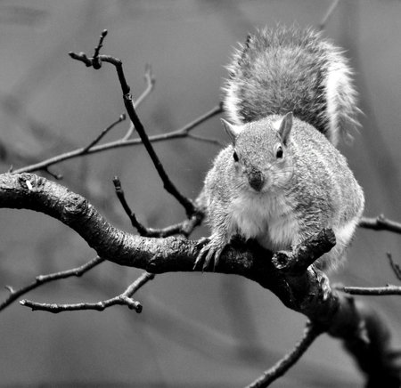 Well-fed Grey Squirrel in monochromeのeditorial素材