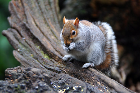 Grey Squirrel eating a nut のeditorial素材