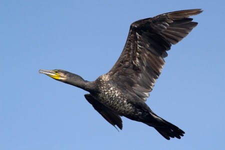 Great Cormorant in flightの写真素材