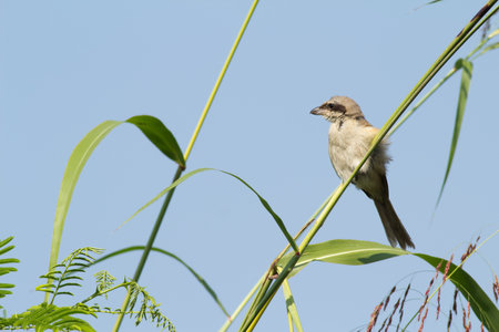 Brown Shrike Bird resting on a perchの写真素材