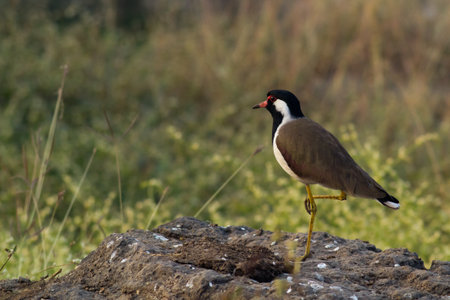 Lapwing standing on one legの写真素材