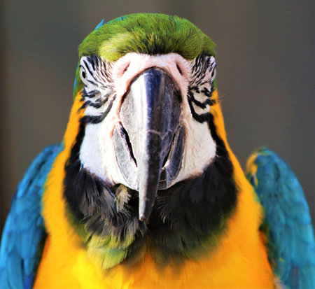 King Parrot at animal market in souq wakif, Doha- Qatar