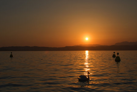 Swan silhouette in the rays of setting sun on Garda lake, Italyの写真素材
