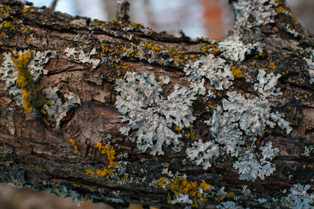 Parmelia sulcata lichen on a tree bark trunk - agriculture, gardening, cultivation, biologyの写真素材