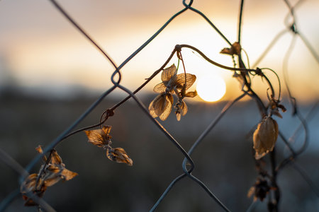 Flower behind chain fence on sunset - imprisoned, migrants, refugees, private property, alternative energyの写真素材