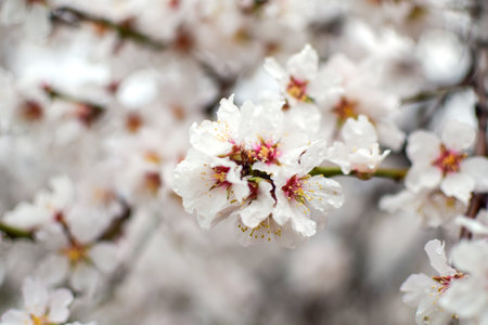 Springtime, nature scene - beautiful almond blossom, blooming treeの写真素材