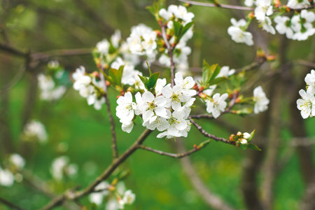 Springtime, nature scene - beautiful apple blossom, blooming tree