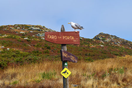 Seagull on sign, cies islands, nature reserve, galicia, spain - tourism destinationの写真素材