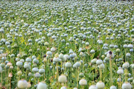 green opium poppy heads on the fieldsの写真素材