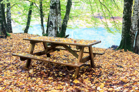 Colors of autumn in forest national park, Bolu, Turkeyの写真素材