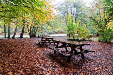 Colors of autumn in forest, Yedig?ller National Park, Bolu, Turkeyの写真素材