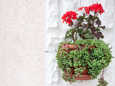 Colorful  flowers in spring seasonの写真素材