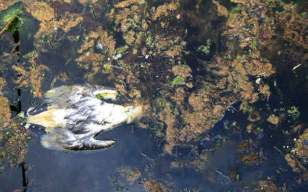 Hundreds of birds die because of pollution every dayの写真素材