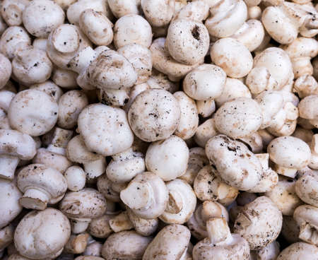 Fresh white mushroom on the local market placeの写真素材