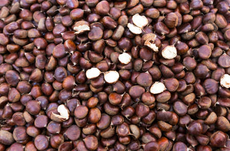 Raw fresh chestnut on the local market placeの写真素材