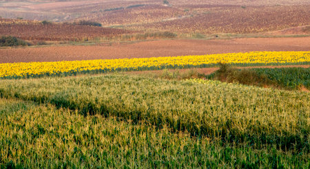 Fields of sunflower and corn in fall