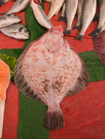 fresh turbot fish on the market stall for saleの写真素材