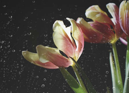 dancing flowersの写真素材