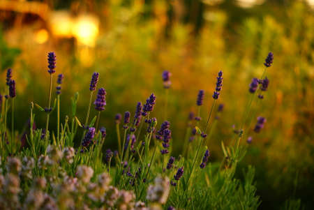 lavenderの写真素材