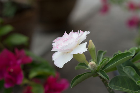 Pure white flowersの写真素材