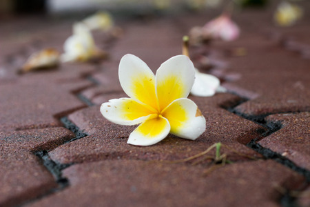 Plumeria flower on floorの写真素材