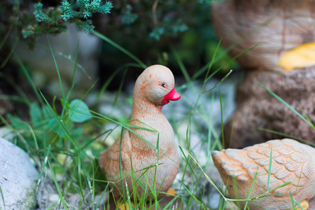 A cute little duckの写真素材