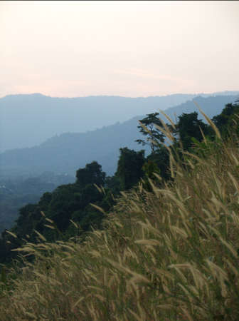 grassの写真素材