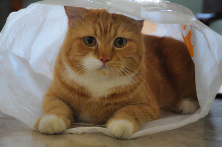 The orange cat in the bag.の写真素材
