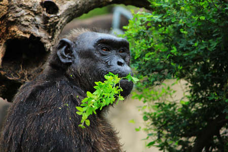 Monkeyの写真素材