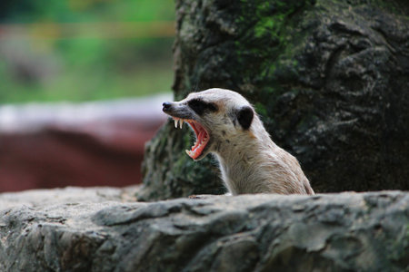 meercatの写真素材