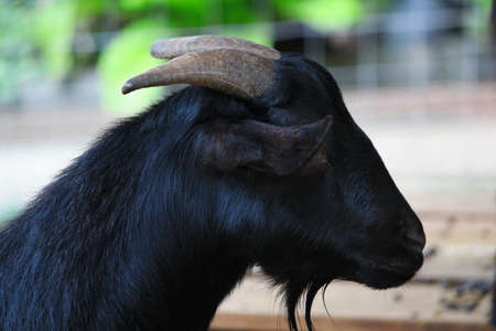goatの写真素材