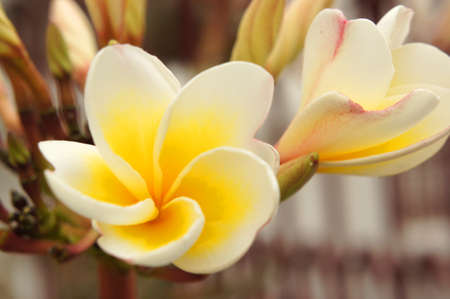 Frangipani Flowersの写真素材