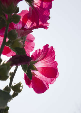 Flowersの写真素材