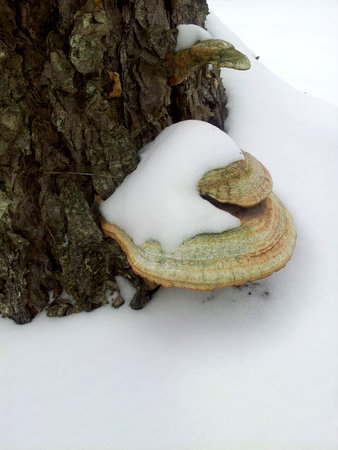 Snow covered mushroom against tree trunkの写真素材
