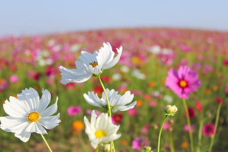 Field of cosmos flowersの写真素材