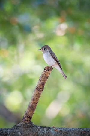 Asian Brown Flycatcher on the branch in natureの写真素材
