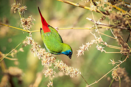 Green munia bieds in the bamboo forest の写真素材