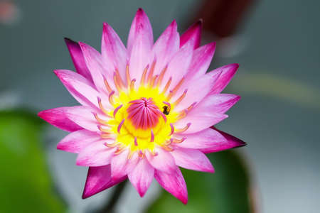 Purple lotus queen of flowersの写真素材