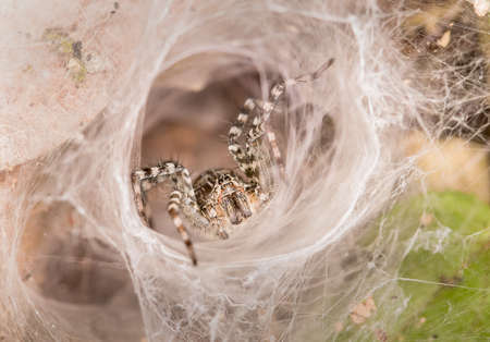 Spider in white radiationの写真素材