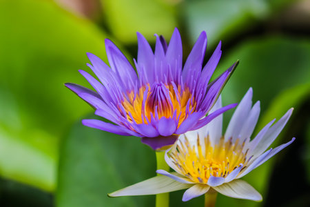 Close up purple lotus in the park の写真素材