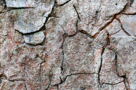 bark texture, brown bark of big tree showing texture as wallpaper の写真素材