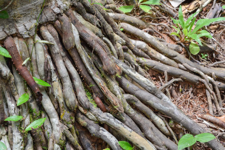 roots of a tree in nature