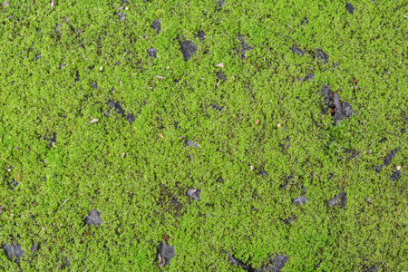 Green lichen background on the walkway