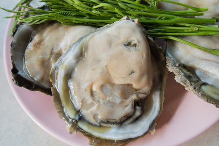 Fresh oysters from the seaの写真素材