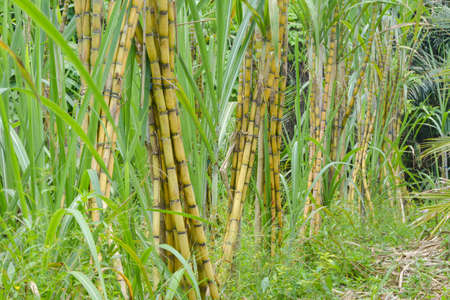 Sugarcane plantation in thailand. Agriculture Industryの写真素材