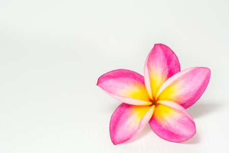 Frangipani flower isolated on white backgroundの写真素材