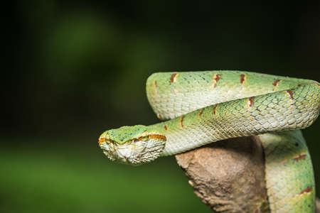 Close up green snakeの写真素材
