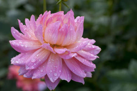 Flowers pink closeupの写真素材