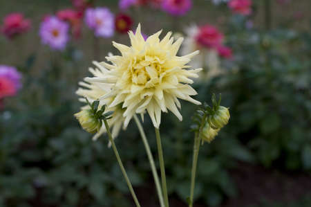 Flowers at Doi Ang Khangの写真素材