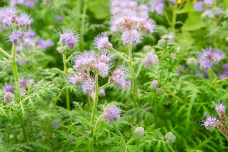 Close up of Phacelia flowers as green manure on a  autumnal field